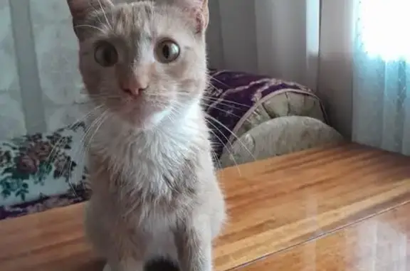 Кошка найдена: ул. Бабакина, Химки