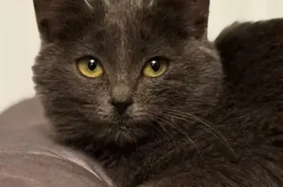 Найдена кошка, Можайск, фото: Кошка найдена: Клементьевская 42, Можайск