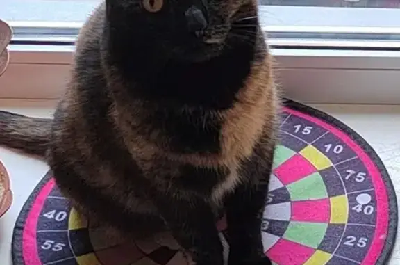 Кошки потеряшки, Челябинск, фото: Потеряшка кошка, ул. Кузнецова, Челябинск