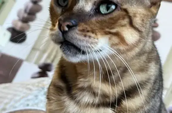 Кошки потеряшки, Севастополь, фото: Потеряшка кошка, ул. Гайдара 2, Севастополь