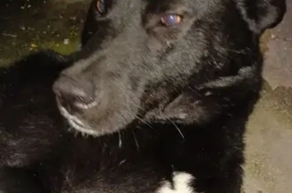 Найдена собака, Нижний Новгород, фото: Собака найдена: Таганская ул. 8/2, Н. Новгород