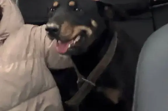 Найдена собака, Первомайское, фото: Собака найдена, Рабочая ул., Первомайское