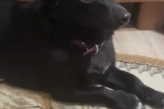 Найдена собака, Кашира (Москва и Московская обл.), фото: Собака найдена, ул. Мира, 100, Коробчицы