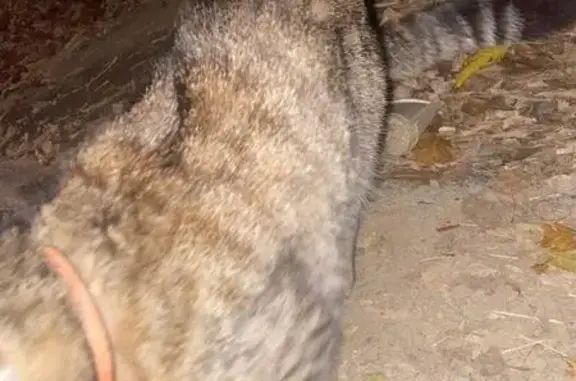 Найдена кошка, Волгоград, фото: Найдена кошка, ул. Елисеева 1, Волгоград