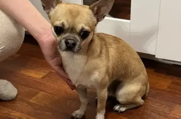 Чихуа-хуа найдена на Крутой, 2, Казань