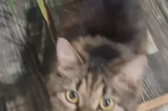 Пропала кошка, ул. 40 лет Победы, НН