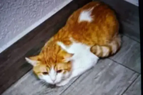 Найдена кошка, Краснодар, фото: Кошка найдена, ул. Западный Обход, Краснодар