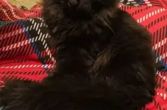 Найдена кошка, Москва, фото: Котик найден на Грайвороновской улице