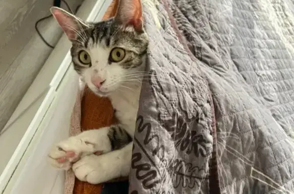 Пропала кошка, ул. Евгения Долгина, Саратов