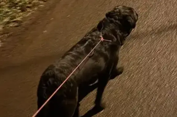 Найдена собака, Московская область, фото: Чёрный лабрадор найден на ул. Железнодорожная