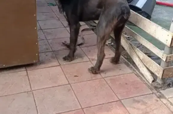 Найдена собака, Московская область, фото: Найдена собака, Зеленоград, МО