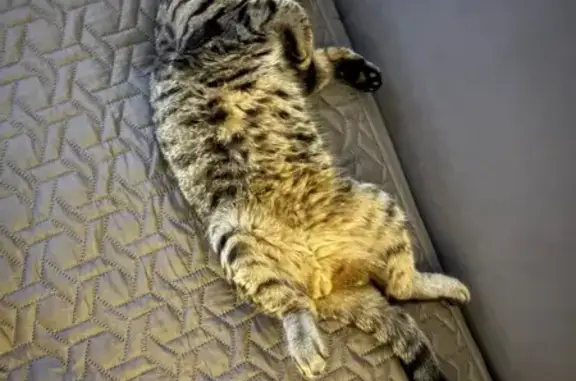 Кошка найдена: Титова 60, Волгоград