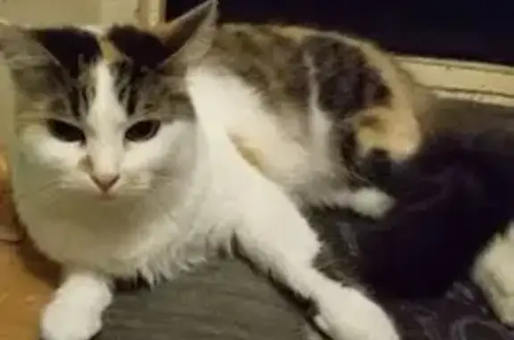 Пропала кошка, 9-я Парковая, 1 к2, Москва