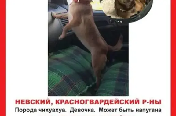 Собаки потеряшки, Санкт-Петербург, фото: Потеряшка чихуахуа у стадиона, Петровский пр.