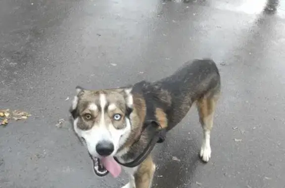 Собака найдена: Пролетарский пр-т, 18 к1