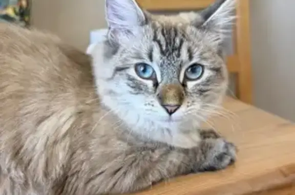 Кошки потеряшки, Севастополь, фото: Потеряшка кошка, Флагманская 7, Севастополь