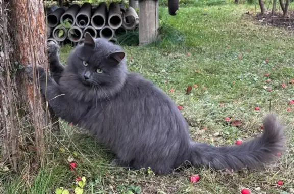 Найдена кошка, Московская область, фото: Найдена кошка, Дарна, МО