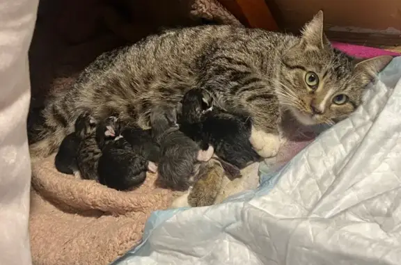 Беременная кошка найдена на Театральной, 13