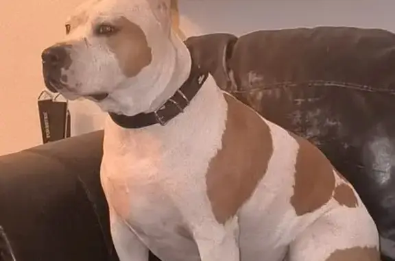 Найдена собака, , фото: Найдена собака: Нововатутинский проспект