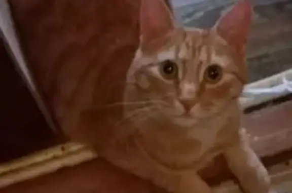 Пропала кошка на ул. Лопатина, СПб