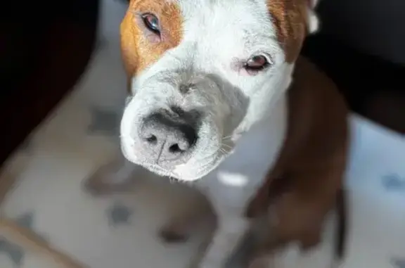 Собаки потеряшки, Романовское сельское поселение, фото: Потеряшка собака, Дорога Жизни, Романовка