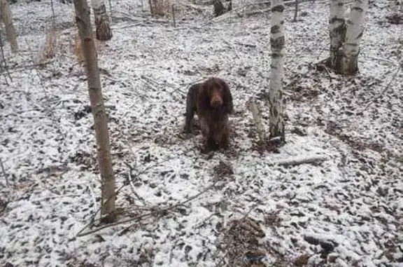 Собаки потеряшки, Екатеринбург, фото: Потеряшка собака, Стахановская 4, Екб
