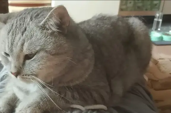 Пропала кошка, Кукшумская ул., Чебоксары