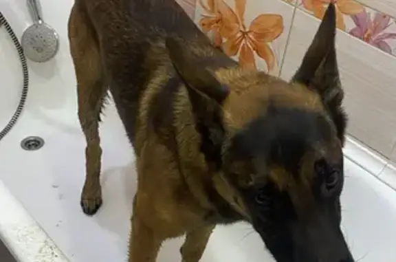 Найдена собака, Санкт-Петербург, фото: Собака найдена, Долгоозёрная ул., СПб