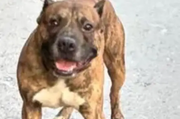 Найдена собака, , фото: Стафф найден: Санники, 46Н-06102