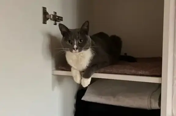 Пропала кошка Адель, Кировоградская 44к1