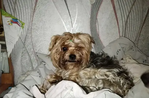 Собаки потеряшки, , фото: Потеряшка собака, Красноярск, Красноярский край