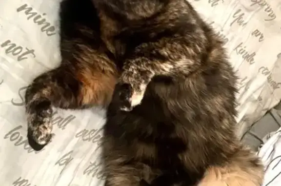 Кошки потеряшки, Ленинградская область, фото: Потеряшка кошка в Ям-Тёсовском СП, ЛО