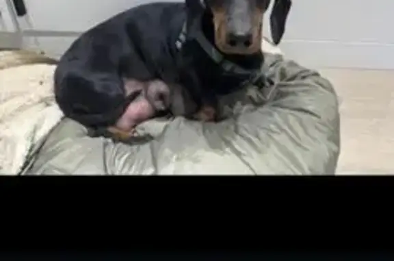 Найдена собака, Амурская область, фото: Собака найдена: Благовещенск, Амурская обл.