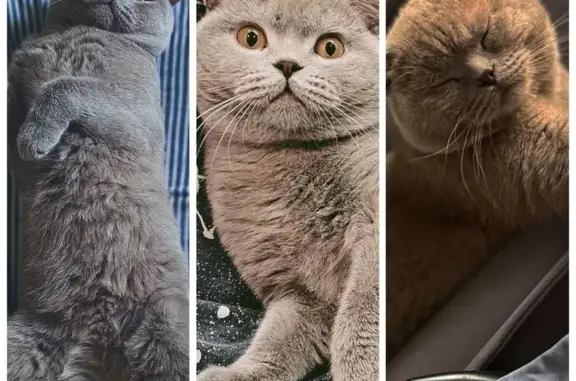 Пропала кошка, Новая ул. 17, Конаково