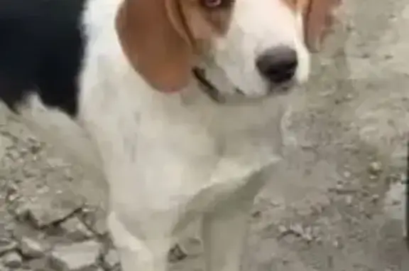 Пропала собака на ул. Дмитрия Донского, Краснодар