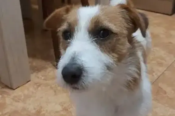 Найдена собака, Сочи, фото: Сочи: найдена собака на Шоссейной улице