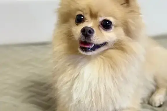 Найдена собака, Хрипань, фото: Собака найдена: ул. Железнодорожная, Хрипань