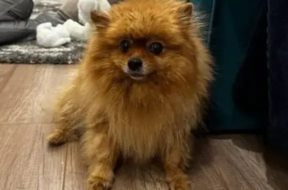 Найдена собака, Пермь, фото: Собака найдена: ул. Куйбышева, Пермь