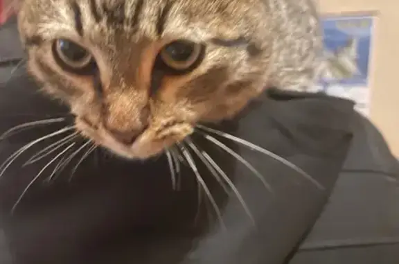 Кошка найдена: ул. 9 Января, 241/5, Воронеж