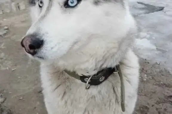 Пропала собака в Тамбовской области