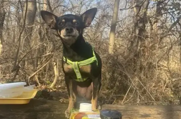 Собаки потеряшки, Таганрог, фото: Потеряшка собака, ул. Чехова, Таганрог