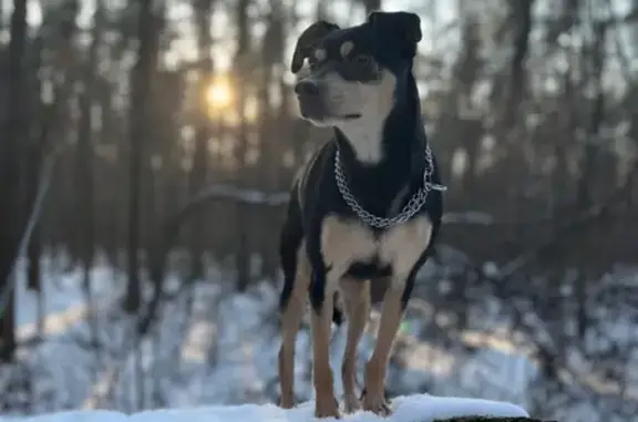 Собаки потеряшки, Санкт-Петербург, фото: Потеряшка собака, пр. Авиаконструкторов, 61