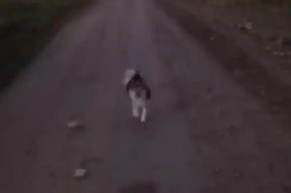 Собаки потеряшки, Вологодская область, фото: Потеряшка собака, Харовск, Вологодская обл.