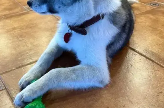 Найдена собака, Иваново, фото: Собака найдена, ул. Постышева, Иваново