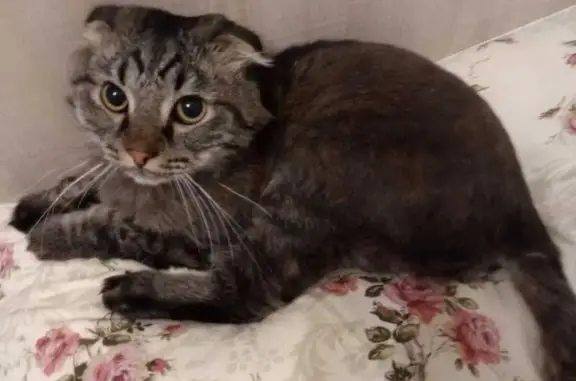 Кошки потеряшки, Кемерово, фото: Потеряшка кошка, ул. Металлистов 21, Кемерово