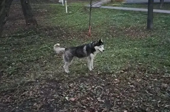 Хаски найдена: Москва, Вавилова, 18