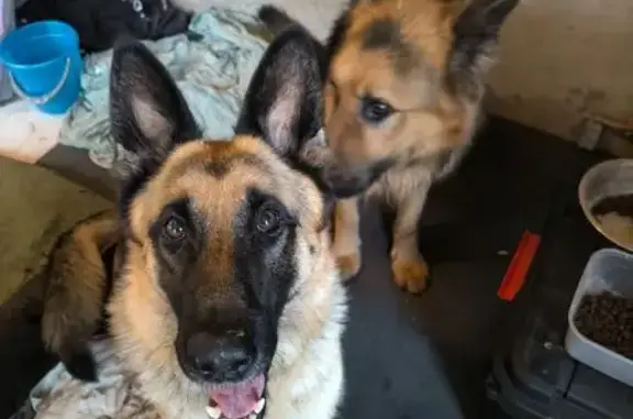 Найдена собака, , фото: Найдены овчарки, Внуково, Боровское ш.