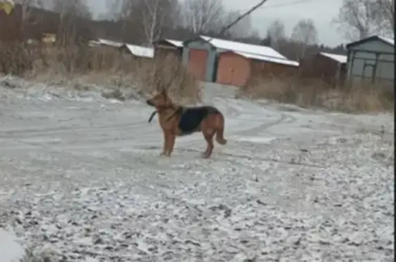 Пропала собака, Сыктывкар, 89/1