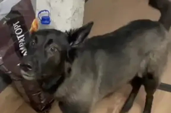 Собаки потеряшки, Челябинск, фото: Потеряшка собака, Новоградский пр., Челябинск