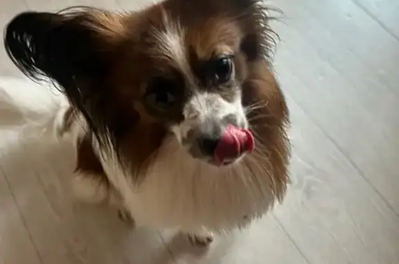 Найдена собака, Красноярск, фото: Собака найдена, Биатлонная ул., Красноярск